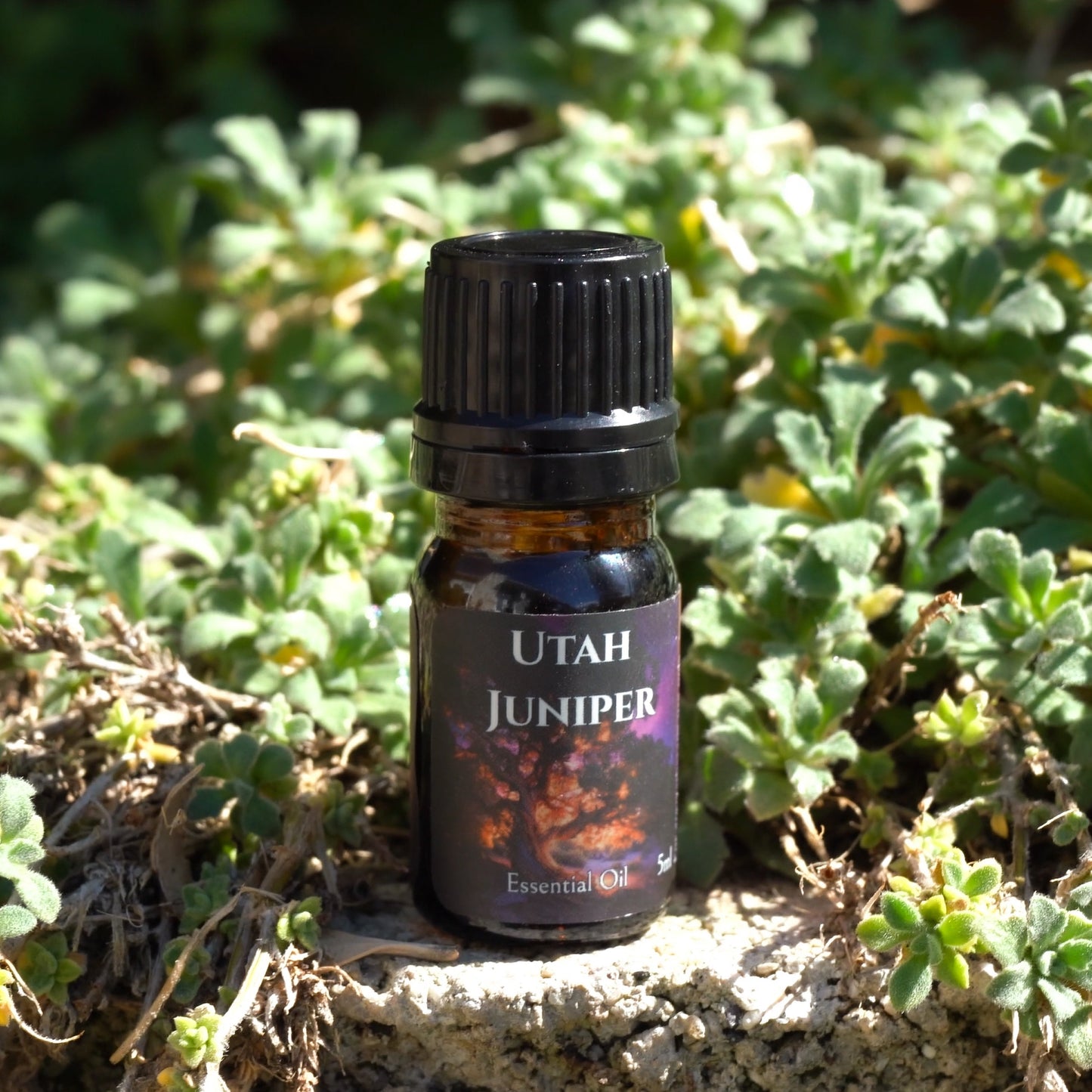 Utah Juniper Essential Oil